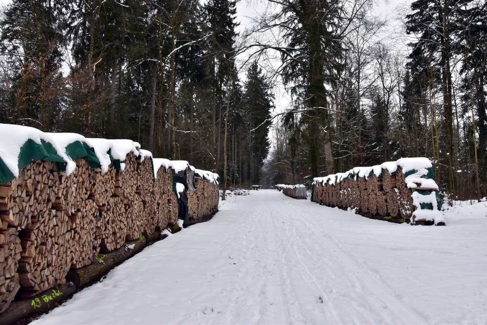 Waldspaziergang