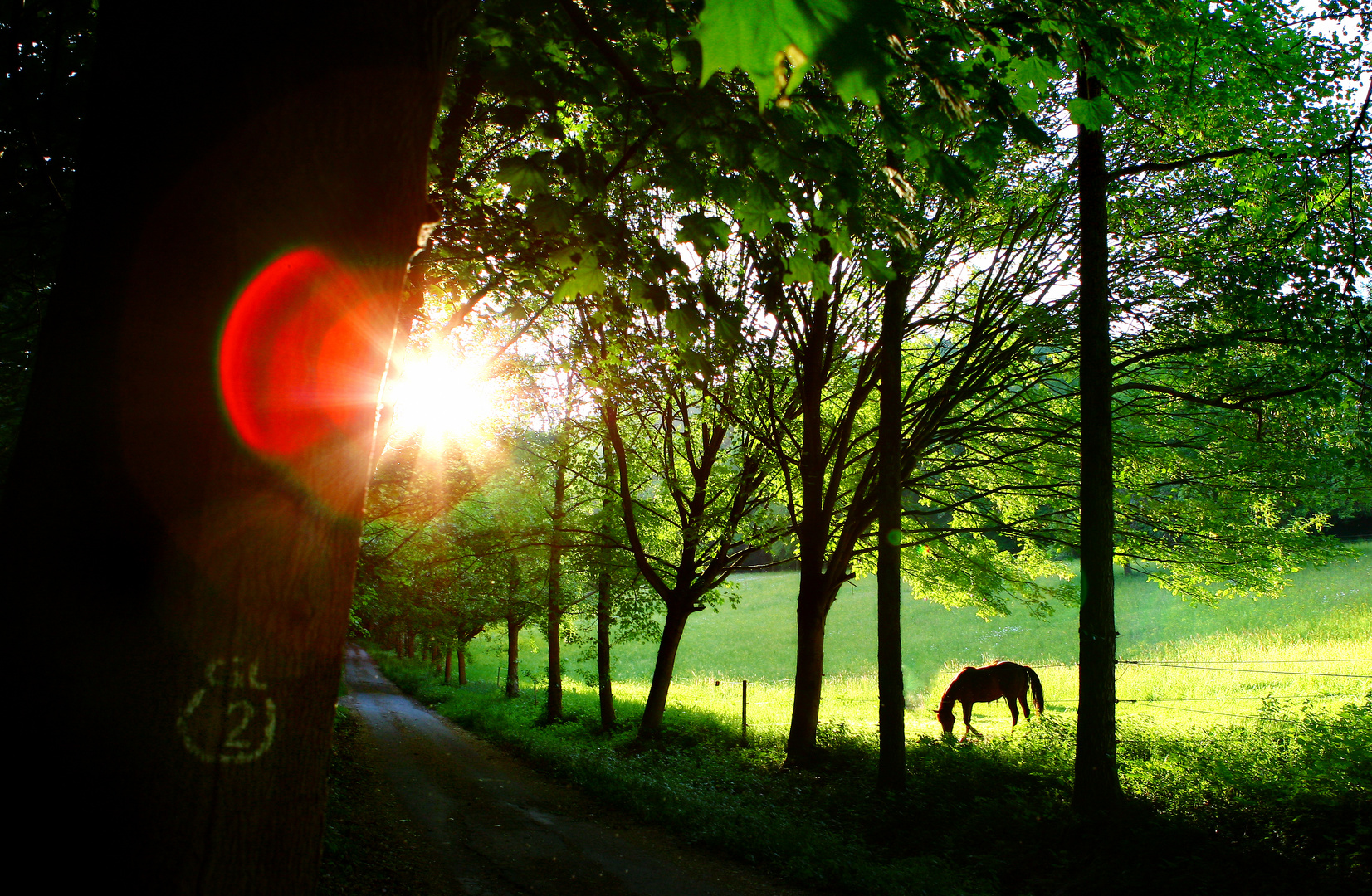 Waldspaziergang