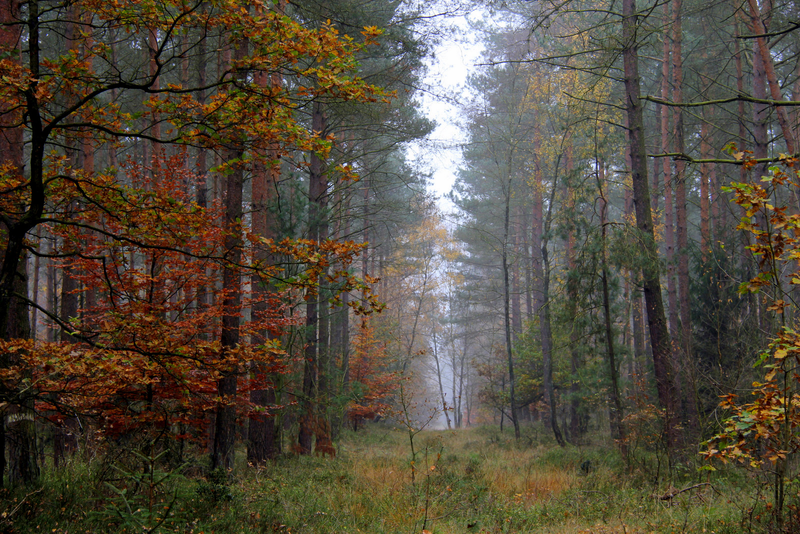 Waldspaziergang