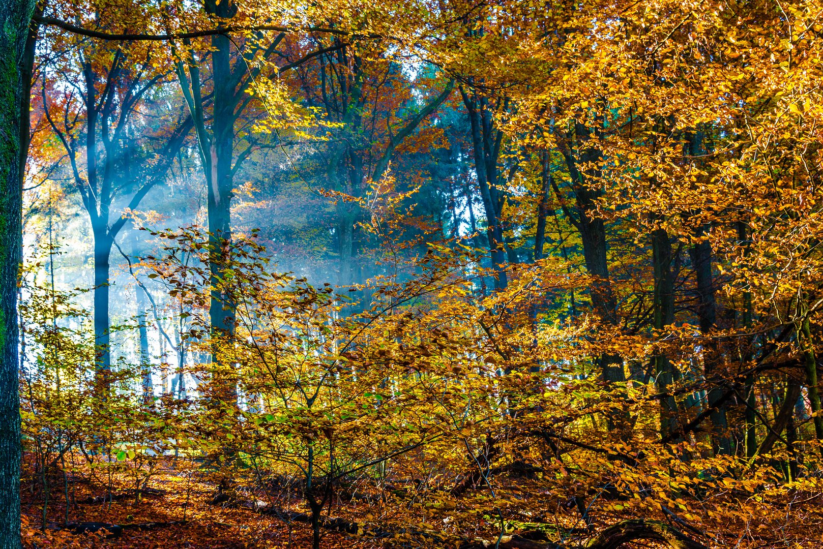 Waldspaziergang