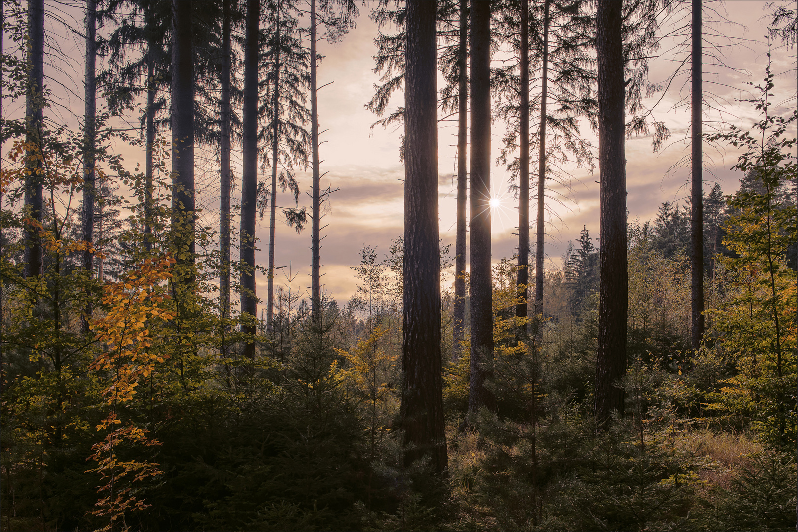 Waldspaziergang