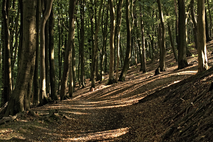 Waldspaziergang