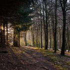 Waldspaziergang früh am Morgen