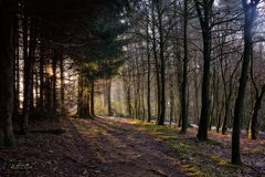 Waldspaziergang früh am Morgen