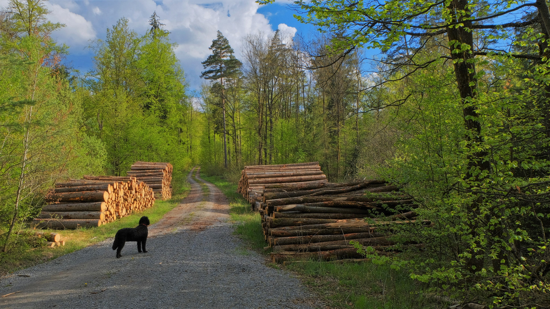 Waldspaziergang heute (hoy paseando por el bosque)