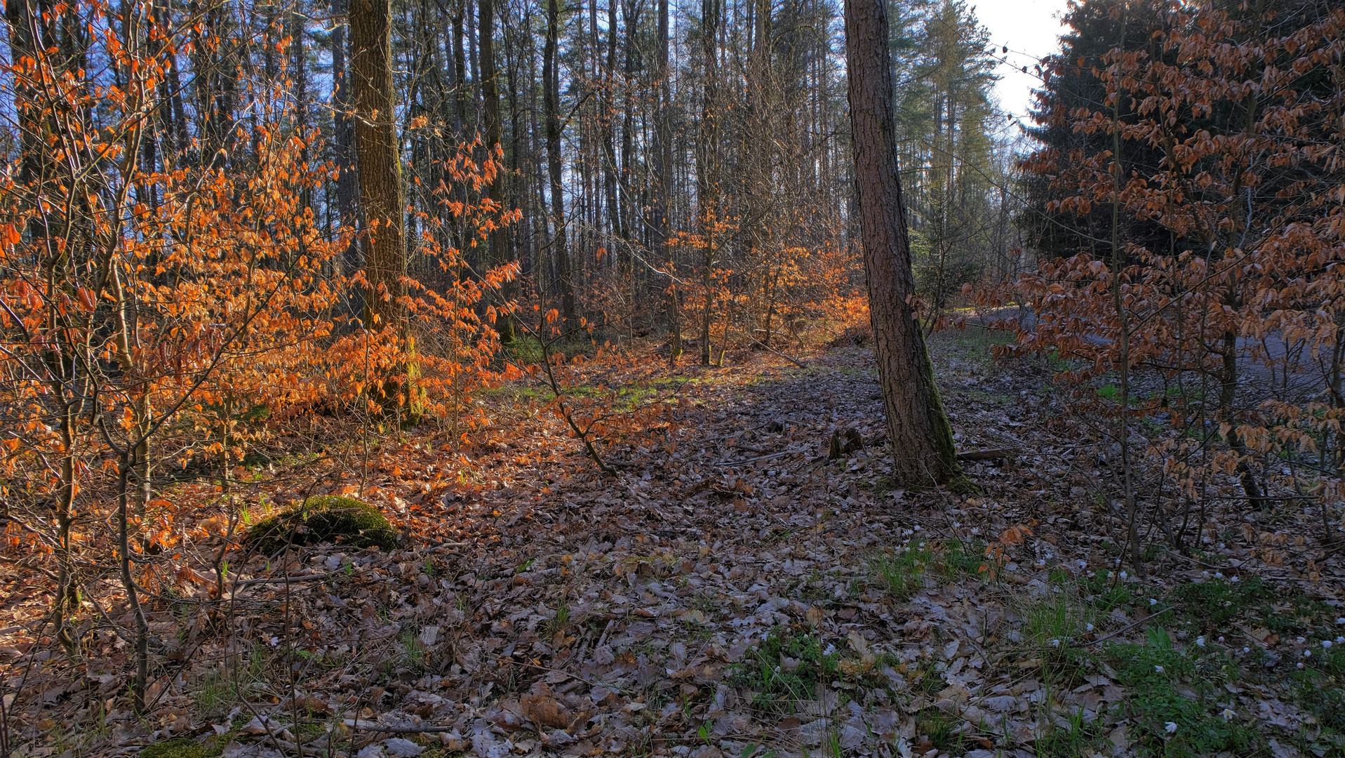 Waldspaziergang heute (hoy paseando por el bosque)