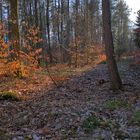 Waldspaziergang heute (hoy paseando por el bosque)