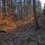 Waldspaziergang heute (hoy paseando por el bosque)