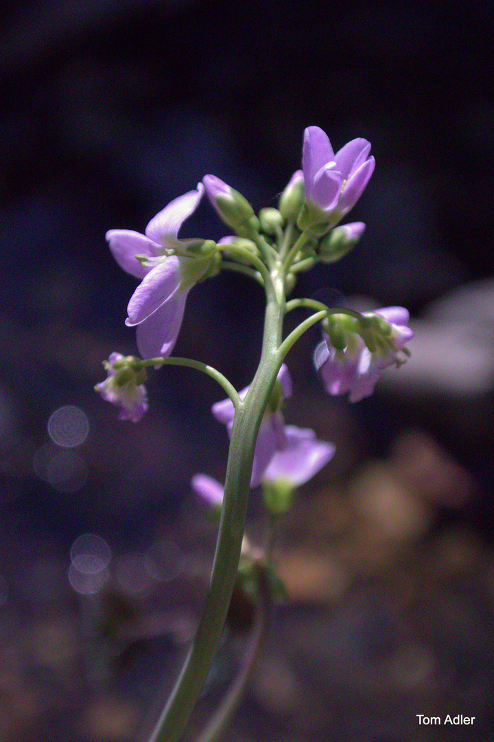 Waldspaziergang II