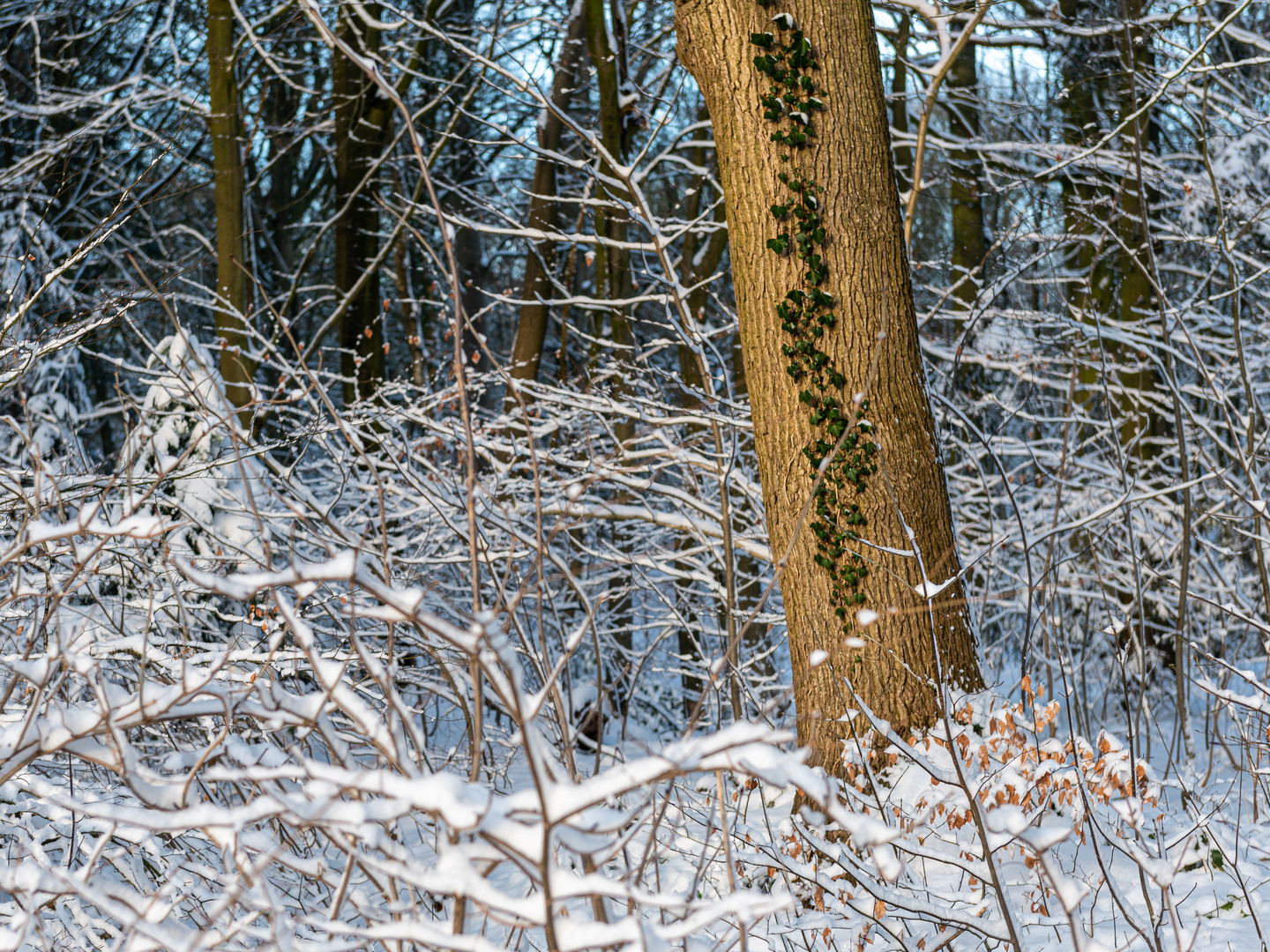 Waldspaziergang III