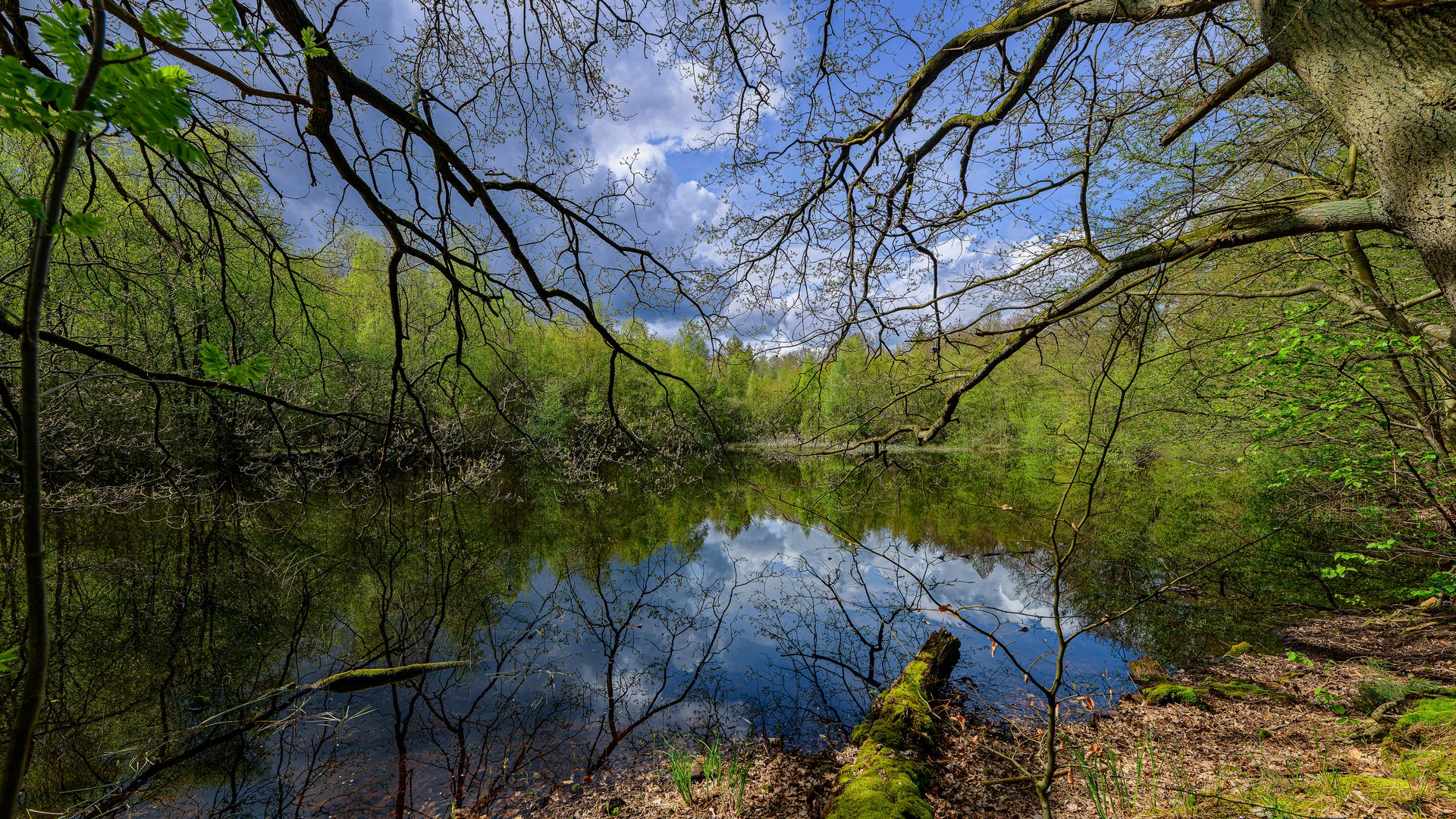 Waldspaziergang im April