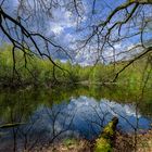 Waldspaziergang im April