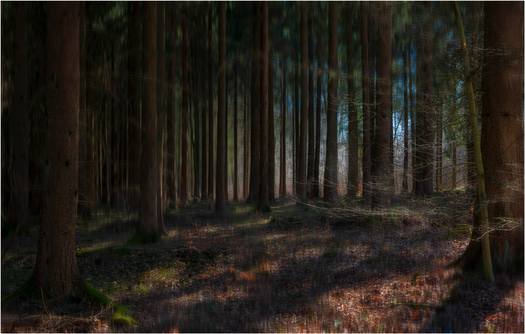 Waldspaziergang im April