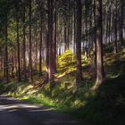 Waldspaziergang im Erzgebirge