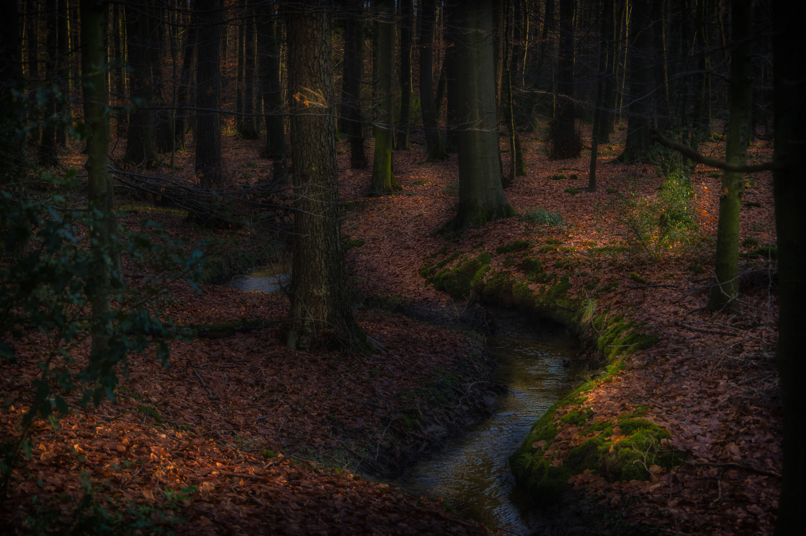 ...Waldspaziergang im heimischen Tann...