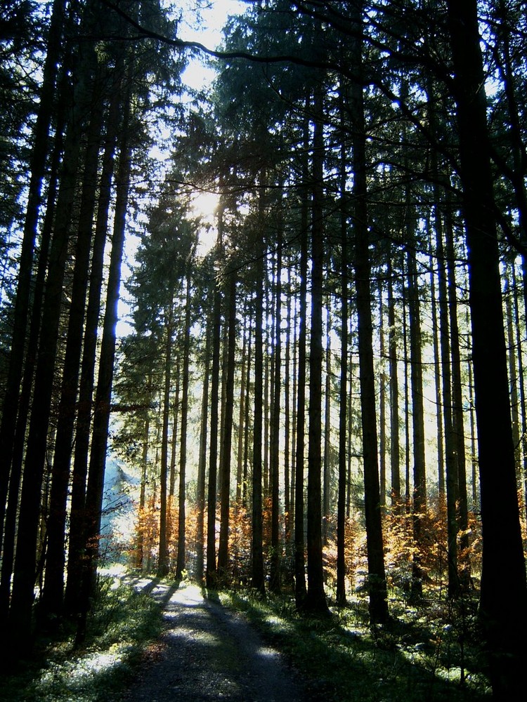 Waldspaziergang im Herbst