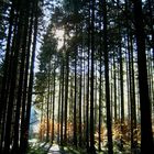 Waldspaziergang im Herbst