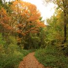 waldspaziergang im herbst