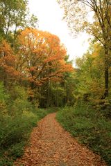 waldspaziergang im herbst