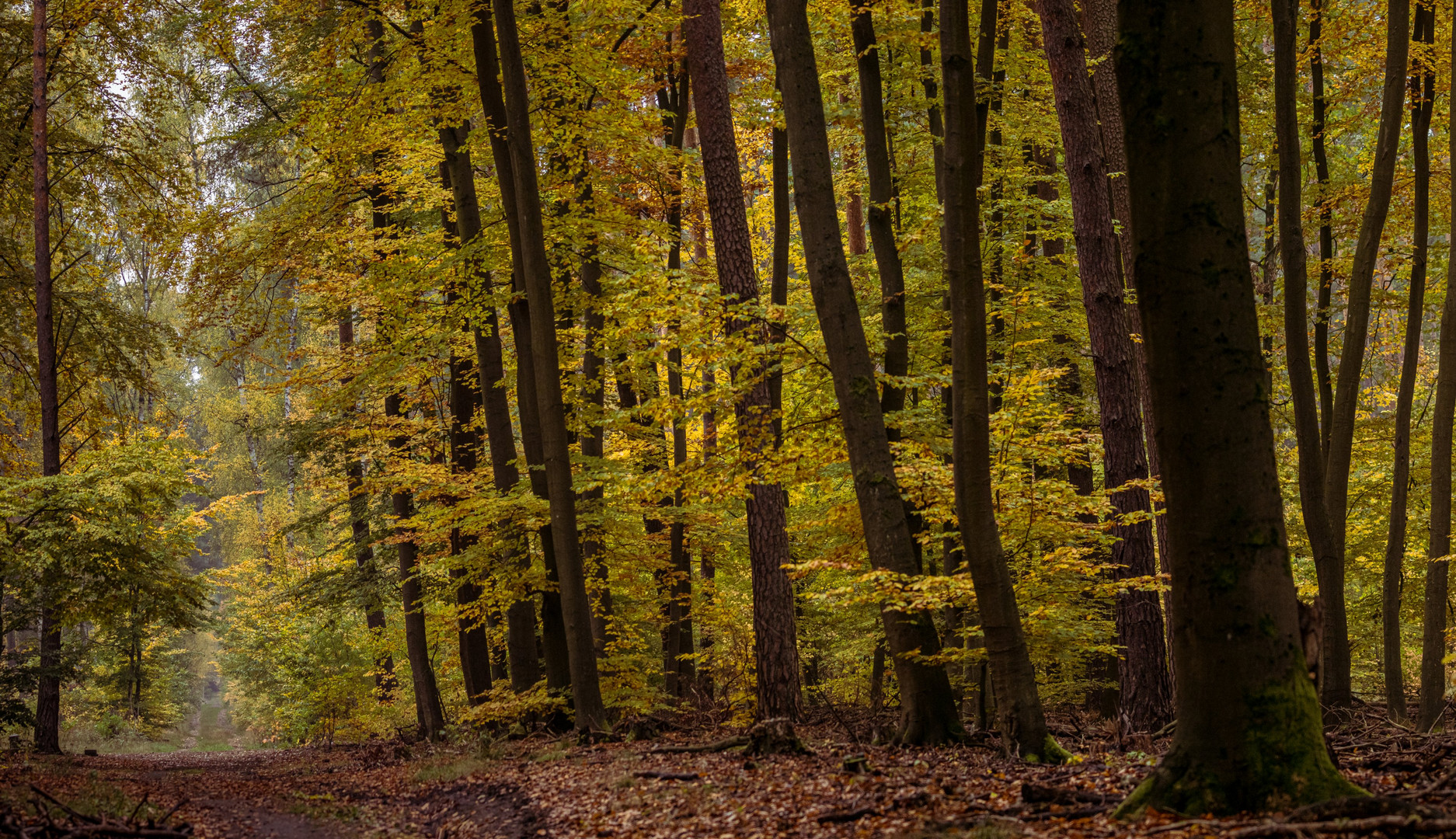 Waldspaziergang im Herbst