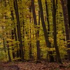 Waldspaziergang im Herbst