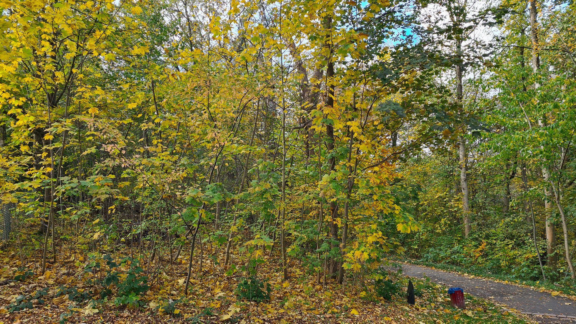 Waldspaziergang im Herbst