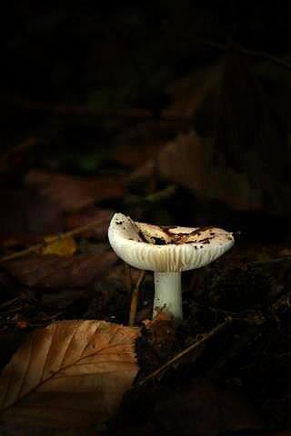 Waldspaziergang im Herbst