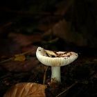 Waldspaziergang im Herbst