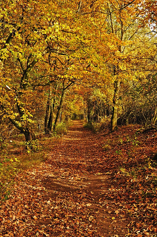 Waldspaziergang im Herbst