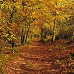 Waldspaziergang im Herbst