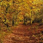 Waldspaziergang im Herbst