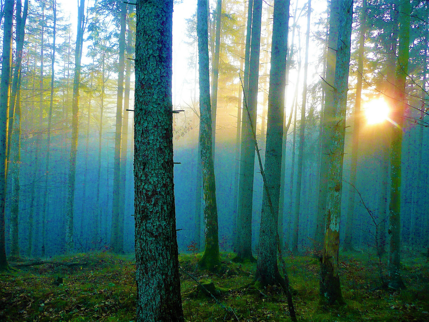 Waldspaziergang im Herbst.