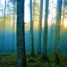 Waldspaziergang im Herbst.