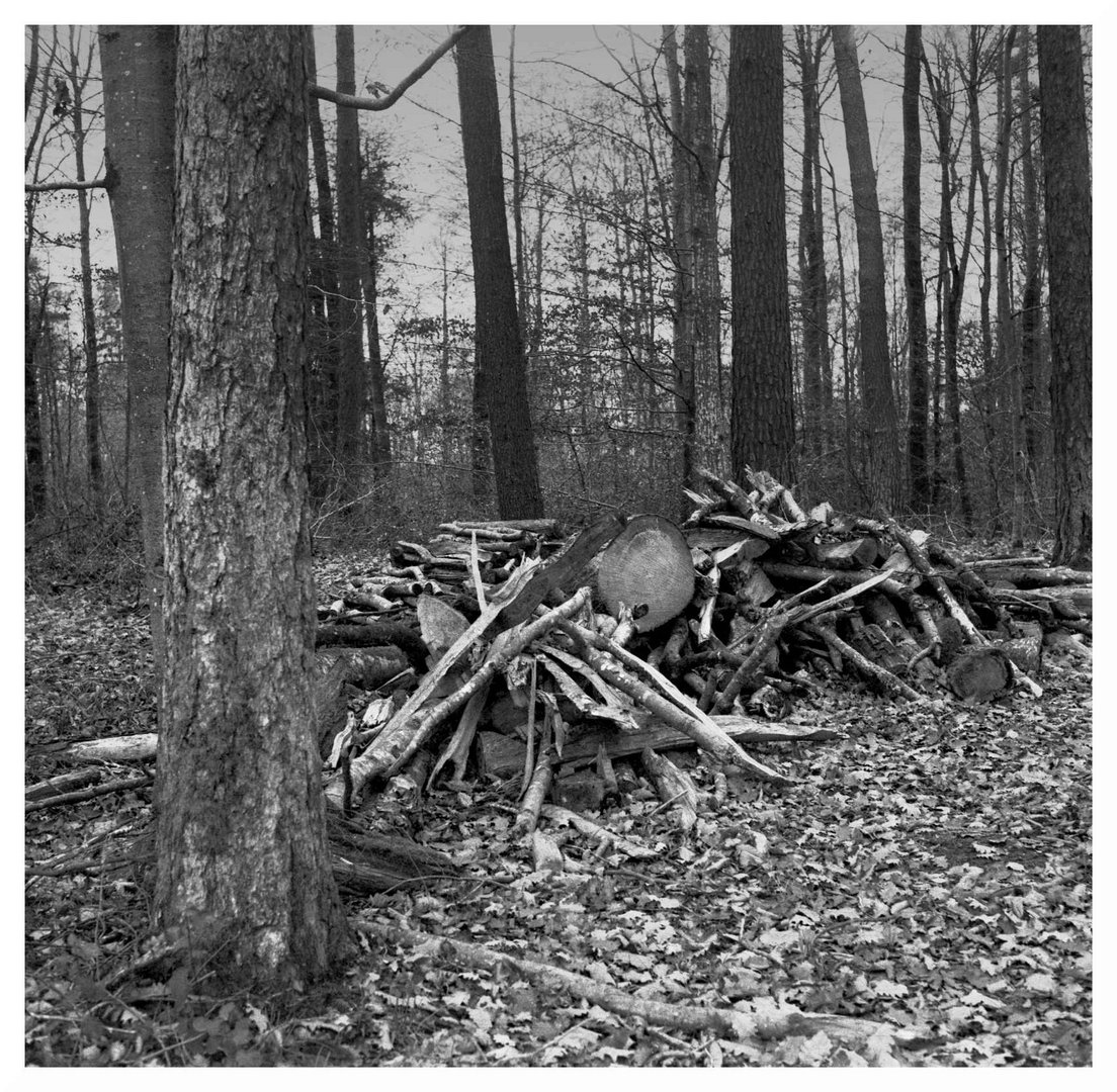 Waldspaziergang im Herbst - Brennholz-Sammelstelle