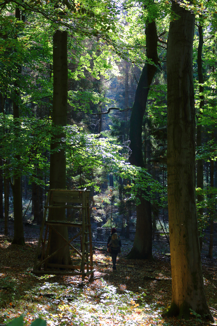 Waldspaziergang im Herbst