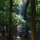 Waldspaziergang im Herbst