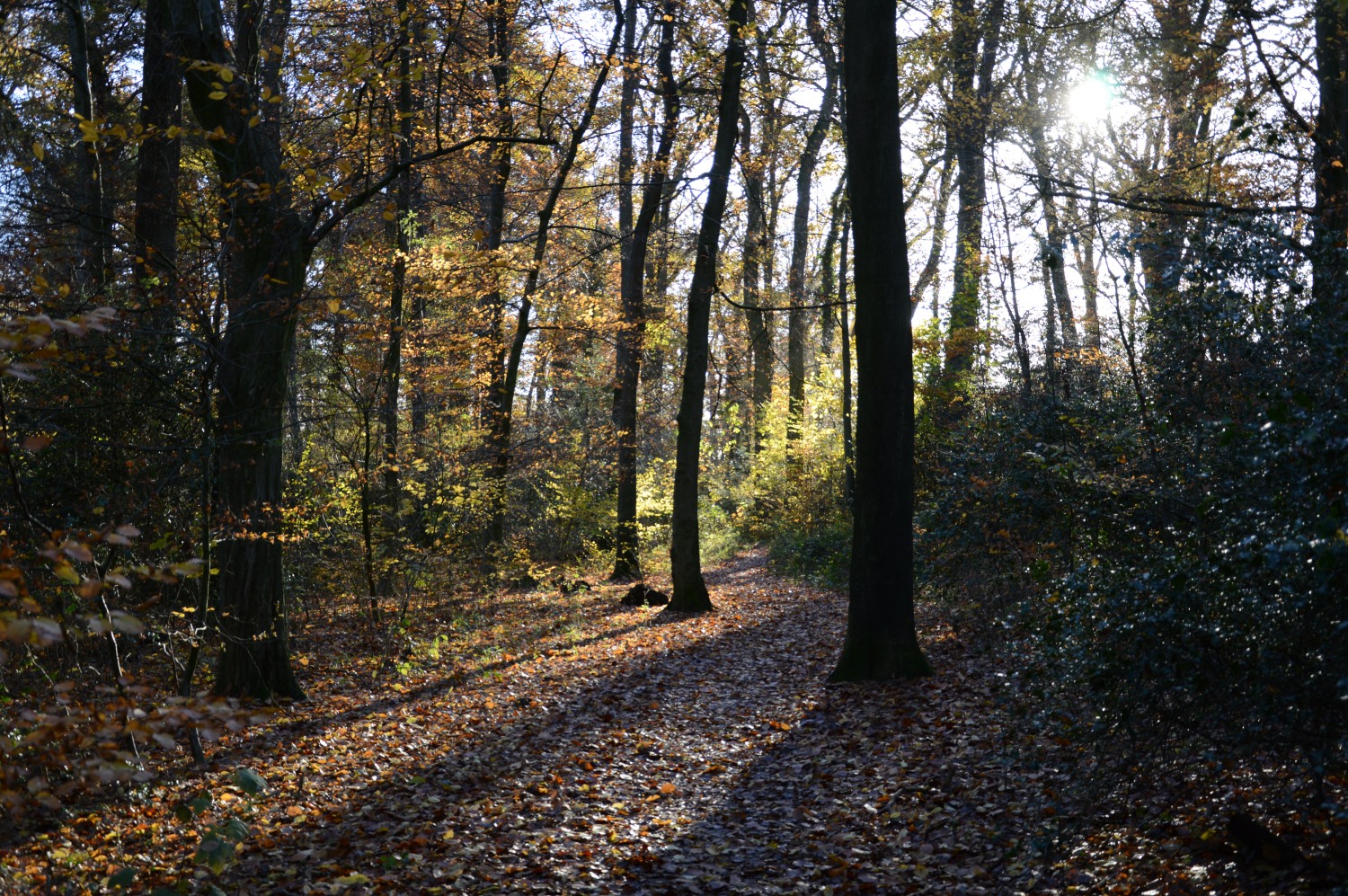 Waldspaziergang im Herbst