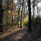 Waldspaziergang im Herbst