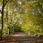 Waldspaziergang im Herbst