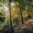 Waldspaziergang im Herbst