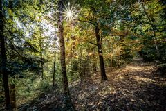 Waldspaziergang im Herbst