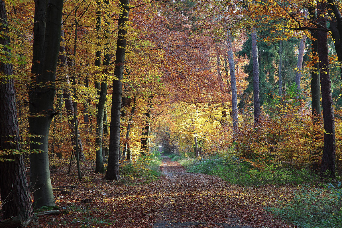 Waldspaziergang im Herbst I