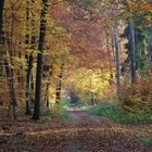 Waldspaziergang im Herbst I