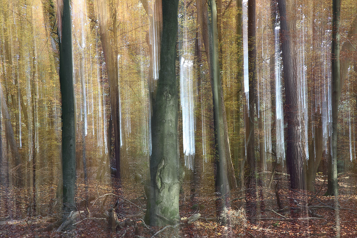 Waldspaziergang im Herbst II