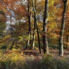 Waldspaziergang im Herbst III