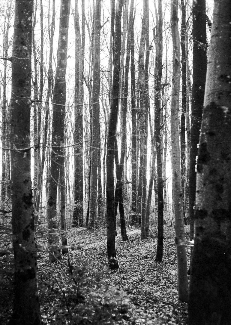 Waldspaziergang im Herbst - Morgensonne