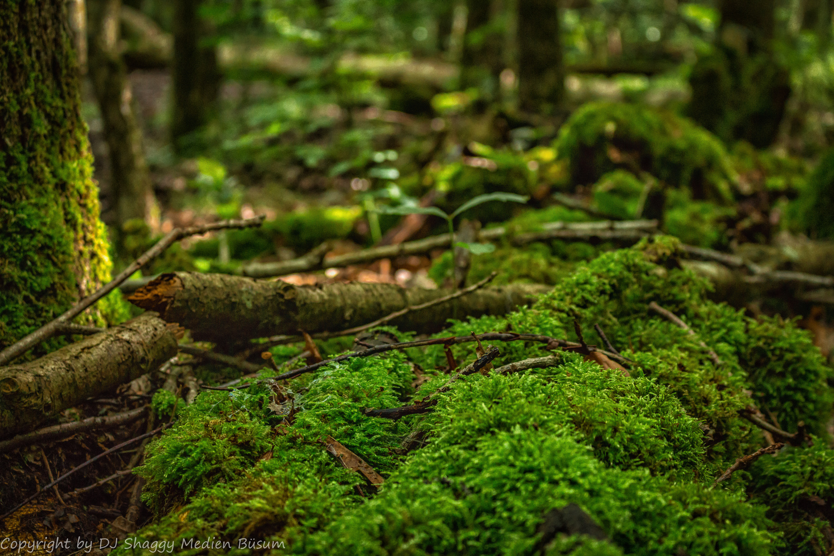 Waldspaziergang im Katinger Watt