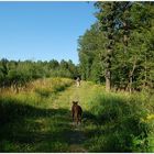 Waldspaziergang im Kreuttal