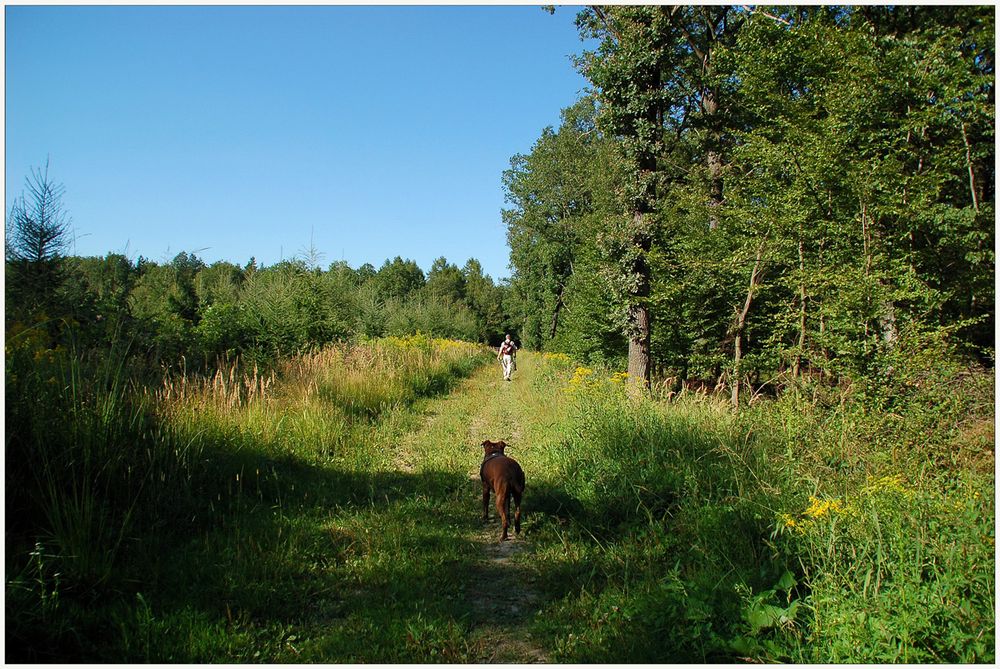 Waldspaziergang im Kreuttal