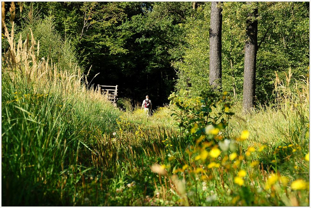 Waldspaziergang im Kreuttal *3*